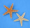 Wholesale Natural Flat Philippine starfish 2-1/2 inch to 3 inch - Packed: 100 pcs @ $.07 each; Packed: 1000 pcs @ $.06 each