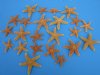 Bulk sugar starfish wholesale 2 inches to 3-3/4 inches - Packed: 250 pcs @ .97 each 
