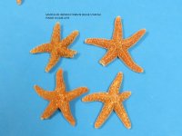 Sugar Starfish Wholesale 2 inches to 3-3/4 inches  - 50 pcs @ $1.10 each