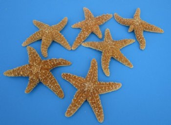 Wholesale Sugar Starfish bulk for crafts 3-1/2" - 6" - 120 pcs @ $1.45 each