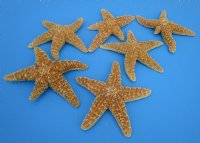 Wholesale Sugar Starfish bulk for crafts 3-1/2" - 6" - 120 pcs @ $1.45 each