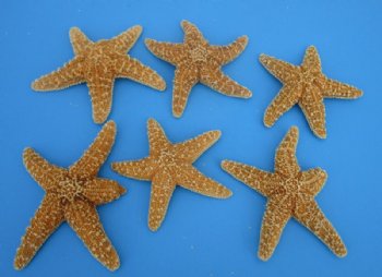 Wholesale Sugar Starfish 6 inches  to 7-3/4 inches - 72 pcs @ $2.20 each