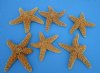 Wholesale Sugar Starfish Bulk for crafts 6" - 7-3/4" -  Packed: 6 pcs @ $2.50 each