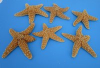 Wholesale Sugar Starfish Bulk for crafts 6" - 7-3/4" -  6 pcs @ $2.50 each