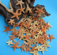 Sugar Starfish Wholesale 1-1/2 inches to 2-1/4 inches - 100 pcs @ .95 each; 500 pcs @ .85 each