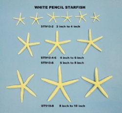 White Finger Starfish Wholesale 