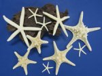 White Starfish for Crafts in Bulk