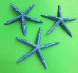 Wholesale Dyed Blue Pencil Finger Starfish 6 to 8 inches - 25 pcs @ .60 each