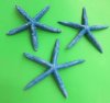 Wholesale Dyed Blue Pencil Finger Starfish 6 to 8 inches Packed 25 pieces @ .60 each