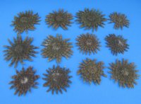 Wholesale Brown Sunflower starfish 2 inch to 3 inch - 12 pcs @ $1.10 each; 72 pcs @ $.95 each