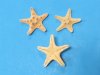 1-1/2"  to 2  inch wholesale  knobby starfish or armored starfish - Case of 2000 pc @ $.08 each
