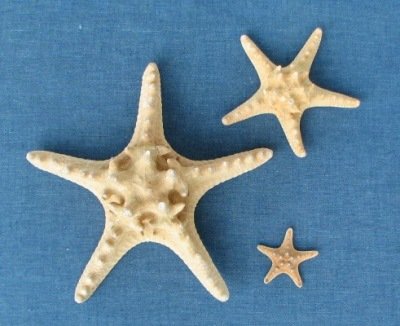 Thorny Starfish, Knobby Starfish, Azteca Starfish