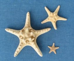 3 to 3-7/8 Knobby Starfish Wholesale, Thorny Starfish - 25 pcs @ .20 each