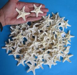 1000 Wholesale White Knobby Starfish 1-1/4 to 1-3/4 inches - 1000 @ .17 each