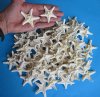 100 Wholesale White Knobby Starfish, Thorny Starfish (off white in color) 1 inches to 2-1/2 inches - 100 @ .20 each