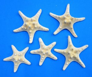 White Thorny Starfish - White Knobby Starfish 