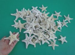 Case of White Knobby Starfish Wholesale (Off White In Color) 3 to 4 inches - 500 pcs @ $.26 each