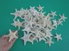 White knobby starfish wholesale, white thorny starfish (Off White in Color) 3 inches to 4 inches - Packed 50 per bag @ .30 each