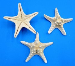 Wholesale white knobby starfish (gold undertones - not pure white) 8 to 10 inches - 1 dozen @ $12/dozen