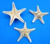 Wholesale white knobby starfish or white armored starfish (Off White in Color) 6 to 8 inches Priced $7.80 per Dozen