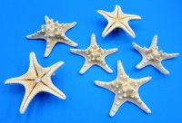 Wholesale white knobby starfish (Off White in Color) 6 to 8 inches - $7.80 per Dozen