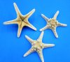 Wholesale white knobby starfish or white armored starfish (gold undertones - not pure white) 8 to 10 inches - Packed: 12 pcs @ $1.00 each