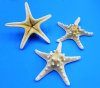Wholesale Case White Knobby Starfish or white armored starfish (gold undertones - not pure white)  8"-10" - Case of 75 @ .90 each 