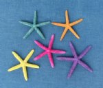 Wholesale Dyed Finger Starfish Assorted Colors 4" - 6" - Case of 525 pcs @ $.53 each