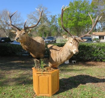 Red Stag Pedestal Mount with 2 red stags on an oak octagon pedestal - $1000 (Too large to be shipped - Pick up Only)