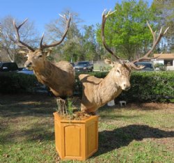 Red Stag Pedestal M...