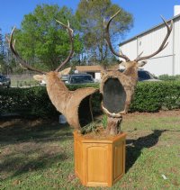 Red Stag Pedestal Mount with 2 red stags on an oak octagon pedestal - $1000 (Too large to be shipped - Pick up Only)