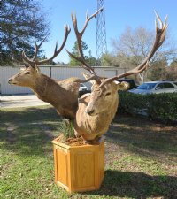 Red Stag Pedestal Mount with 2 red stags on an oak octagon pedestal - $1000 (Too large to be shipped - Pick up Only)