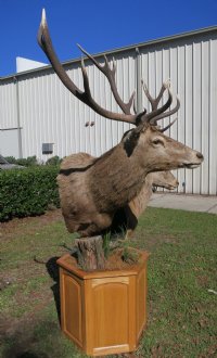 Red Stag Pedestal Mount with 2 red stags on an oak octagon pedestal - $1000 (Too large to be shipped - Pick up Only)