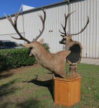 Red Stag Pedestal Mount with 2 red stags on an oak octagon pedestal - $1000 (Too large to be shipped - Pick up Only)