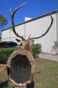 Red Stag Pedestal Mount with 2 red stags on an oak octagon pedestal - $1000 (Too large to be shipped - Pick up Only)