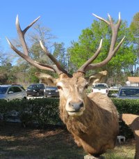 Red Stag Pedestal Mount with 2 red stags on an oak octagon pedestal - $1000 (Too large to be shipped - Pick up Only)