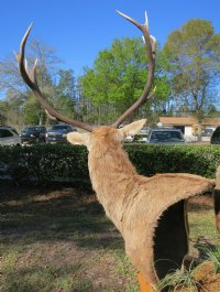 Red Stag Pedestal Mount with 2 red stags on an oak octagon pedestal - $1000 (Too large to be shipped - Pick up Only)