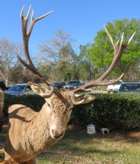Red Stag Pedestal Mount with 2 red stags on an oak octagon pedestal - $1000 (Too large to be shipped - Pick up Only)
