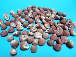 Red Strawberry Top Snail Shells 1/2" - 3/4" - 50 @ .25 each; 100 @ .21 each 