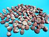 Red Strawberry Top Snail Shells ,Pyramid Top Snail, Small Craft Shells 1/2" - 3/4" Clanculus puniceus - Packed 50 @ .25 each; Packed: 100 @ .21 each 