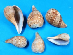 Wholesale ficus sub...