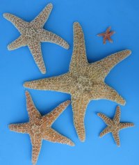 Wholesale Sugar Starfish 6 inches  to 7-3/4 inches - 72 pcs @ $2.20 each