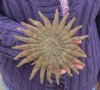 Wholesale Brown Sunflower starfish 2 inch to 3 inch - Packed: 12 pcs @ $1.10 each; Packed:72 pcs @ $.95 each