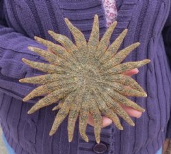 Wholesale Brown Sunflower starfish 4 inch to 5 inch - 6 pcs @ $1.60 each; 48 pcs @ $1.40 each
