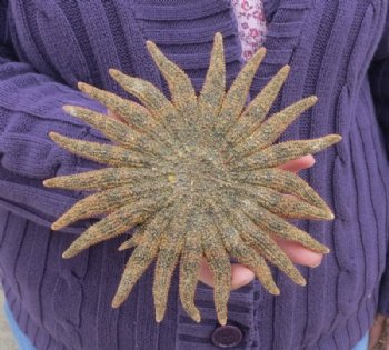 Sunflower Starfish