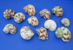 Silvermouth Turbo Shells Wholesale, turban 2" to 3 inches - 12 pcs @ $.60 each