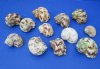 Silvermouth Turbo Shells Wholesale, turban, natural shells for hermit crabs 2" to 3 inches, a thick heavy shell used for hermit crabs - Packed:12 pcs @ $.60 each; Packed: 72 pcs @ $.54 each
