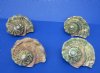 Wholesale Turbo Marmoratus 5" to 5-3/4", green turban shell, commercial grade -  $21 each; Packed: 4 pcs @ $18 each