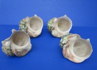 Wholesale B-Grade Turbo Marmoratus 5" to 5-3/4", green turban shell -  2 pcs @ $10 each