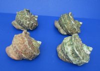 Wholesale B-Grade Turbo Marmoratus 5" to 5-3/4", green turban shell -  2 pcs @ $10 each